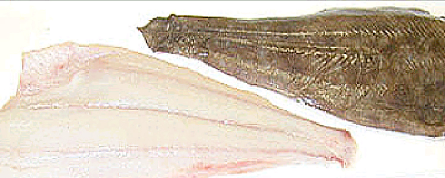 Halibut Cook With Skin at Benjamin Cross blog