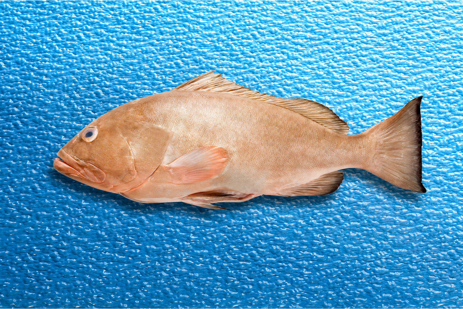 Whole grouper Clearance