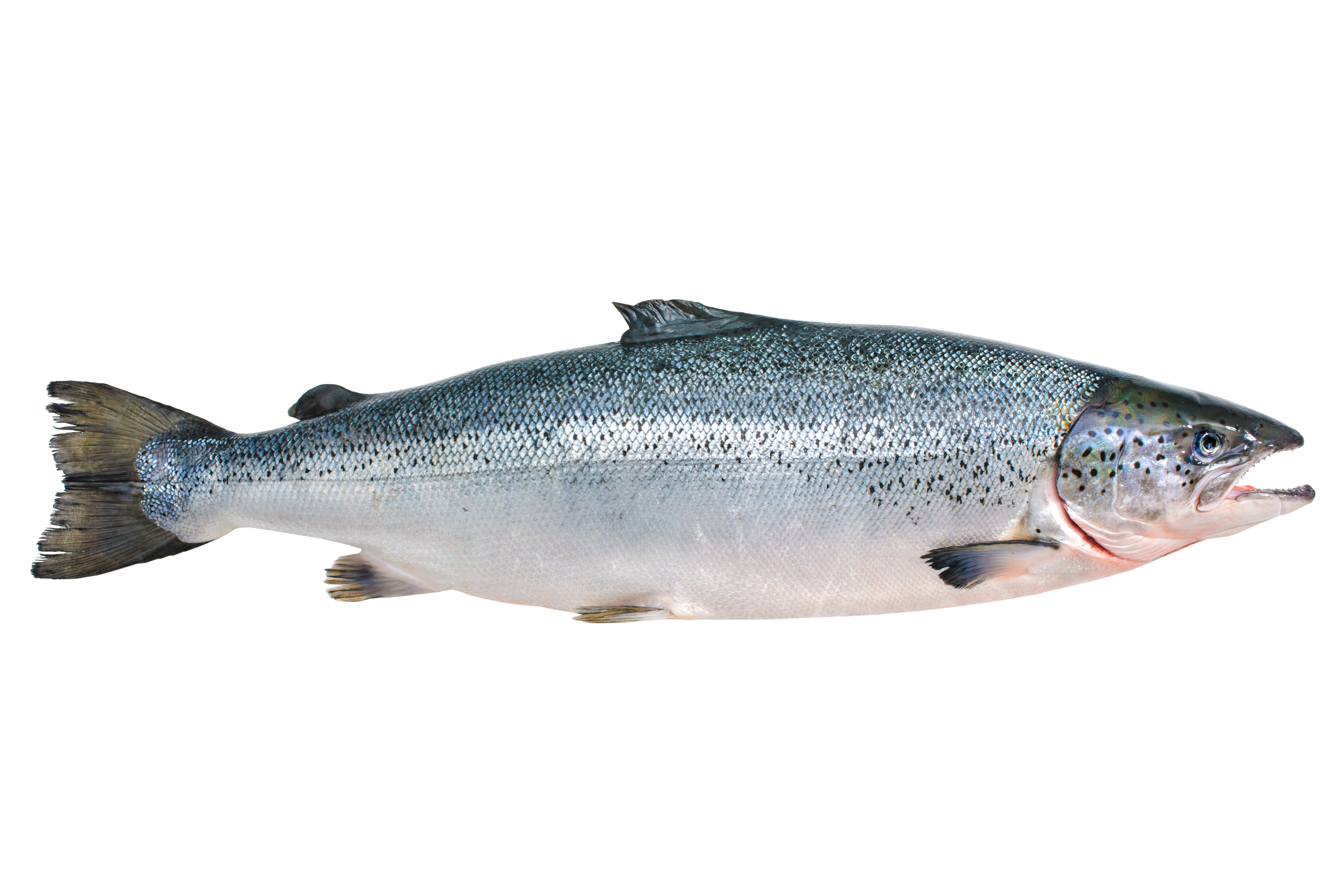 Head-On, Gutted Canadian Salmon | Stavis Seafoods