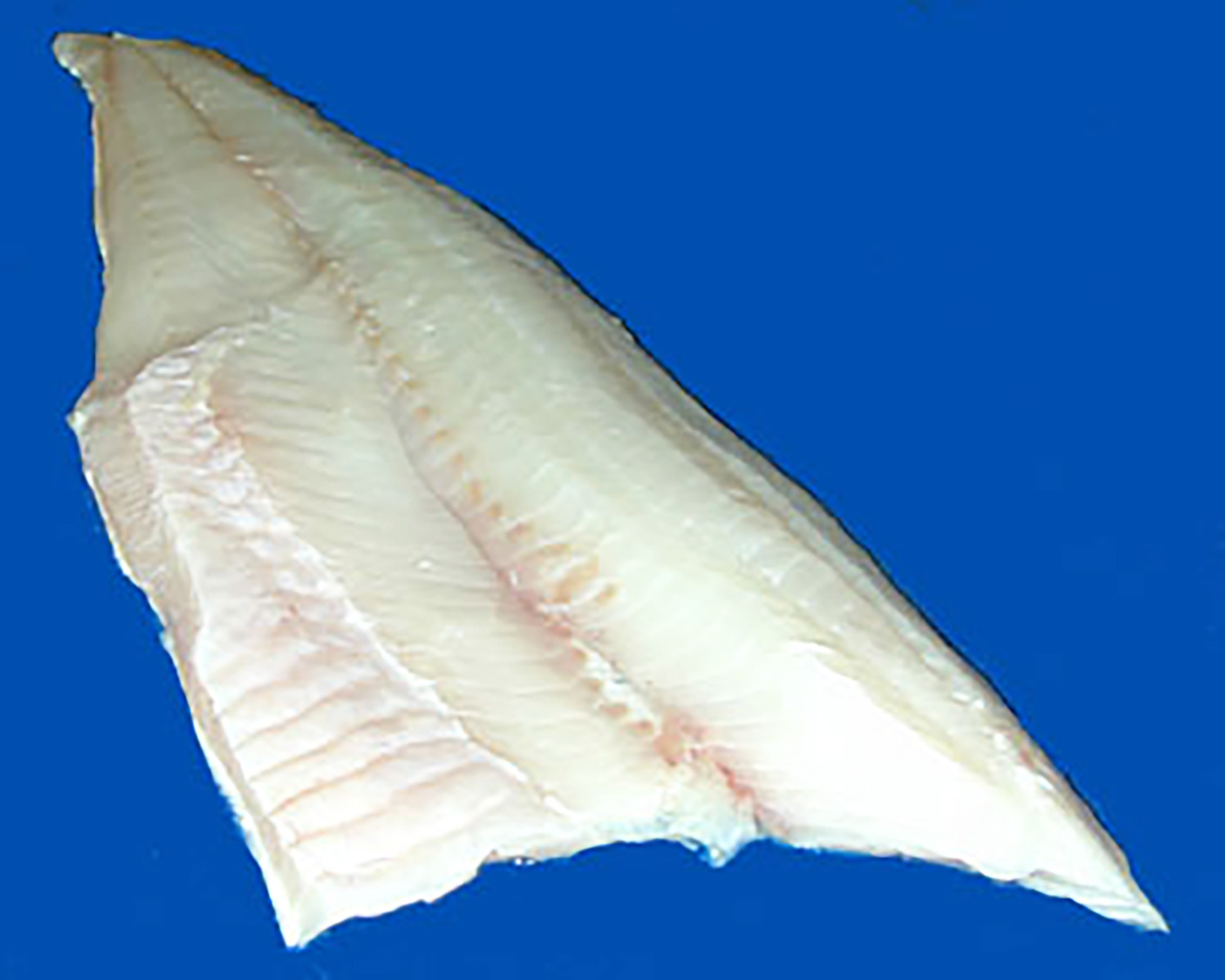 IQF SL/BL Chinese Pollock Fillets Stavis Seafoods